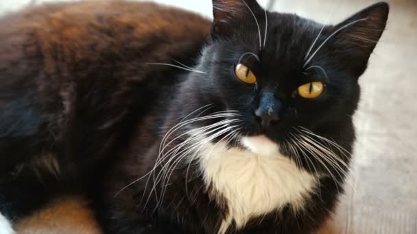 Gato preto bonito com um pescoço branco e olhos laranja descansando no chão. Tiro em câmara lenta — Vídeo de Stock