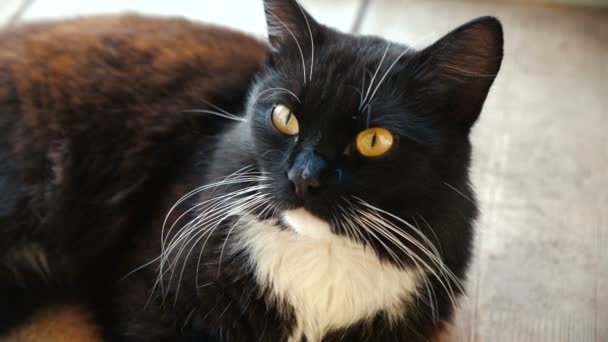 Gato preto bonito com um pescoço branco e olhos laranja descansando no chão. Tiro em câmara lenta — Vídeo de Stock