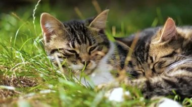 İki Sevimli Kitten Lie Ve Yavaş çekimde Yaz çim uyku.