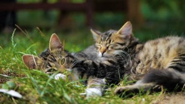 İki Sevimli Kitten Lie Ve Yavaş çekimde Yaz çim uyku.