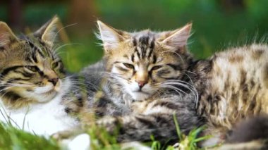 İki Sevimli Kitten Lie Ve Yavaş çekimde Yaz çim uyku.