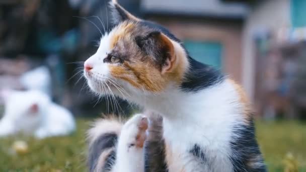 Adorable cat scratching itself outdoor on green grass at summer, slow motion. — Stock Video