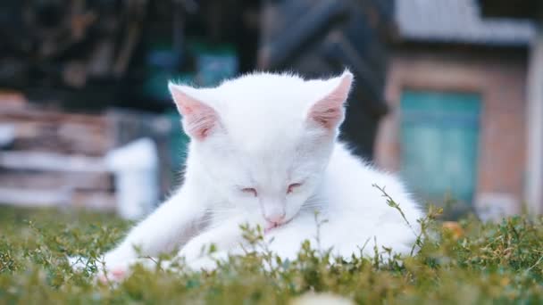 Söt liten vit kattunge tvättar i gräset på sommaren. — Stockvideo