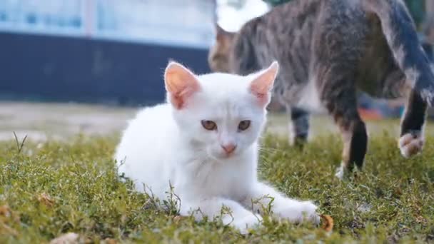 Schattige kleine witte kitten wast in het gras in de zomer. — Stockvideo