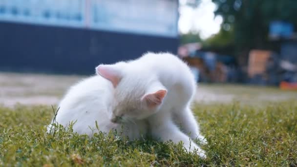 Schattige kleine witte kitten wast in het gras in de zomer. — Stockvideo
