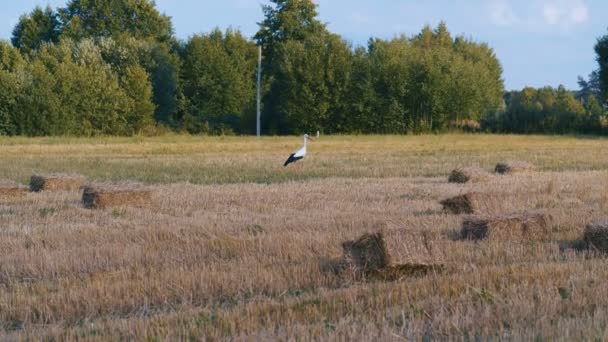 Cigogne blanche adulte marchant et volant dans un champ agricole. Oiseau sauvage de champ dans la journée ensoleillée d'été .