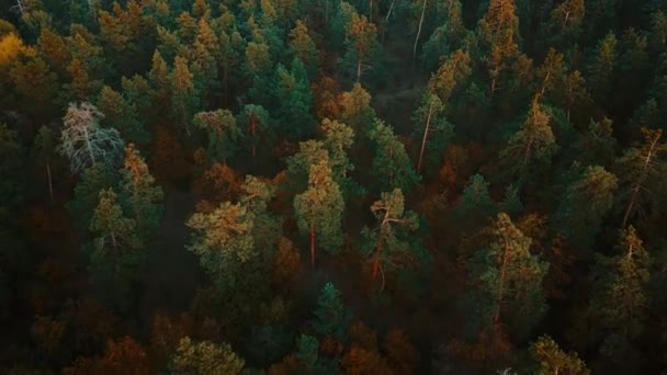 Vuelo aéreo sobre bosque de otoño. Naranja, rojo, amarillo y verde árboles de otoño de colores — Vídeos de Stock