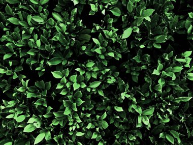 Yeşil yaprak dokusu. Yaprak doku arka planı, Üst görünüm desen arka planı