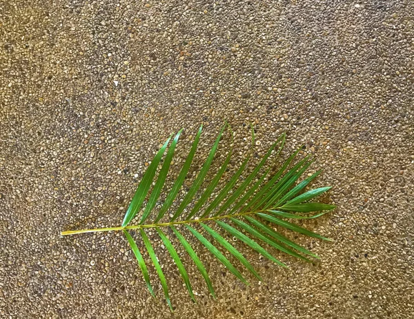 Folhas verdes de palmeira no fundo de areia — Fotografia de Stock