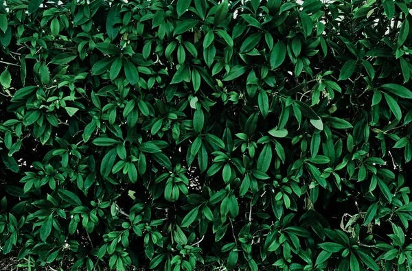 녹색 잎 질감. 리프 텍스처 배경, 맨 위 보기 패턴 배경 — 스톡 사진