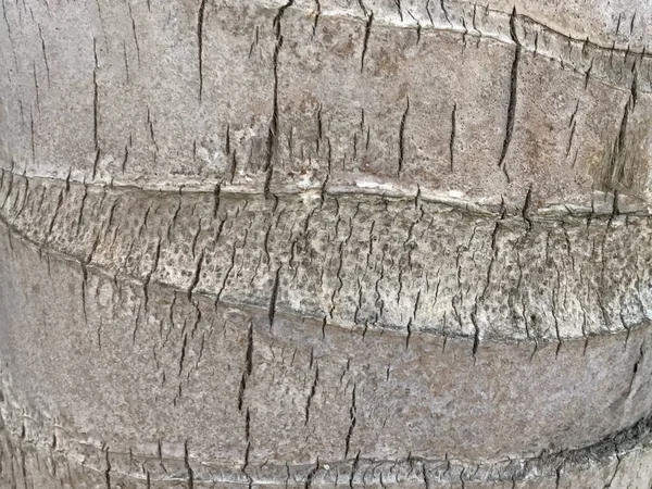 Image of bark pine tree. Natural background, texture — Stock Photo, Image