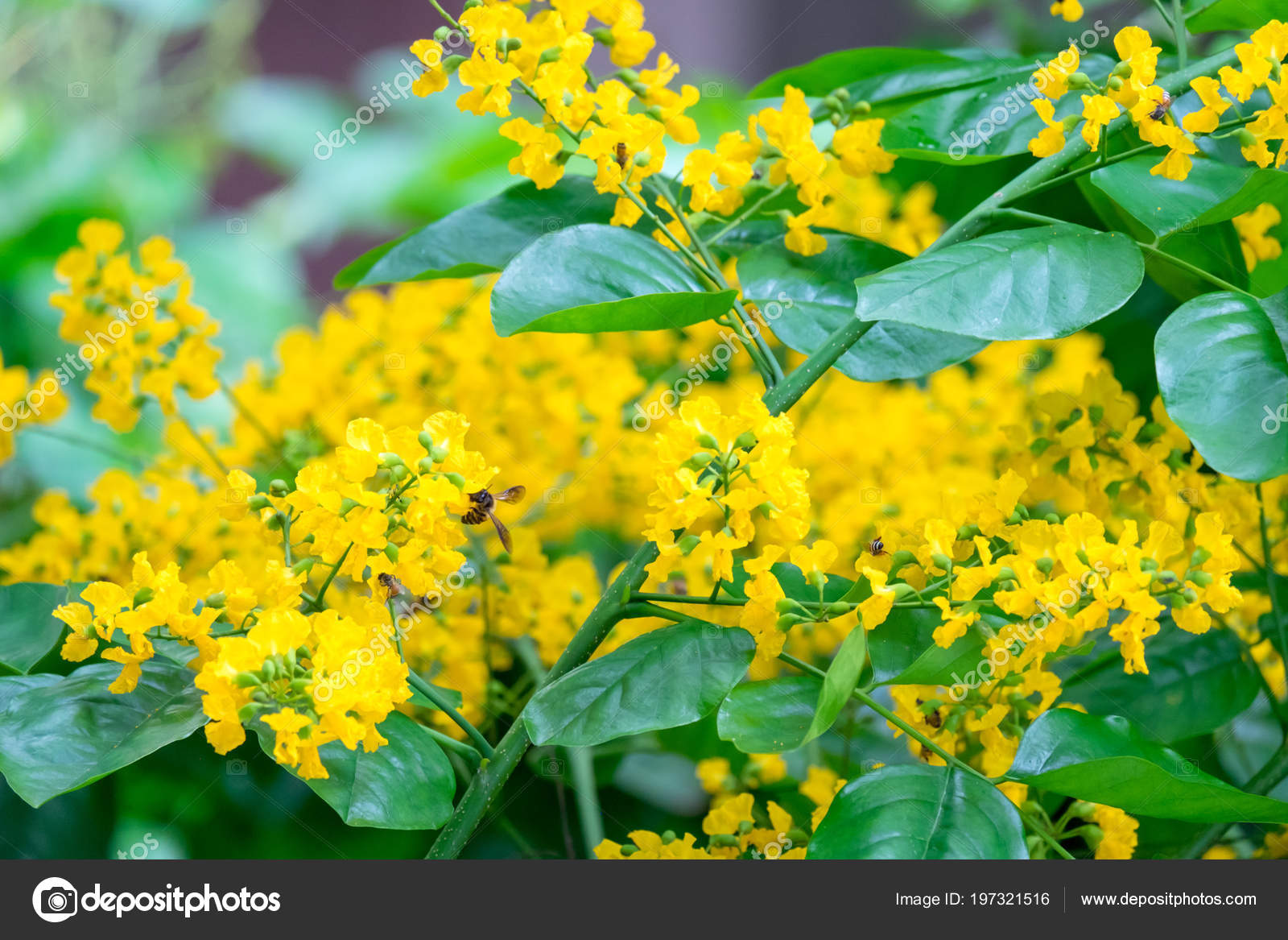 Small Yellow Flowers Bouquet Flowers Bees Tree Stock Photo Image By C Smk88 197321516