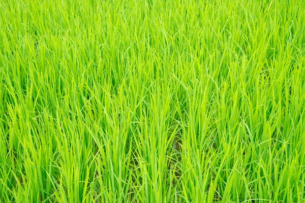 Seedlings of rice growing and planting in the field