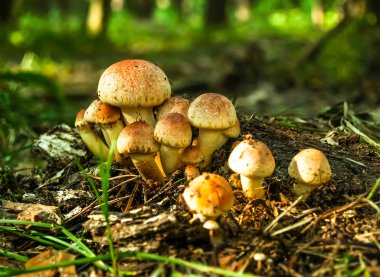 Orman Çim mantar. Mantar toplama. Mantar fotoğraf, orman fotoğraf, ormanda mantar, orman mantar Foto