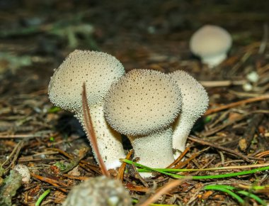 Orman Çim mantar. Mantar toplama. Mantar fotoğraf, orman fotoğraf, ormanda mantar, orman mantar Foto