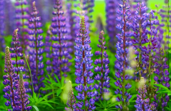 夏の日 庭の紫にブルー サルビアの中で日光の下で庭に咲く紫色の花の素晴らしい自然の景色 自然の花背景 — ストック写真