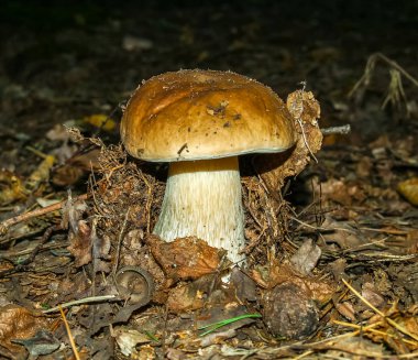 Çimenlerde tatlı çörekler yetişiyor. Güzel, küçük, kahverengi bir cep şapkası odak noktasında. Vejetaryen diyet yemeği. Mantar Ukrayna 'nın ormanlarındaki Karpatlar' da yetişir..