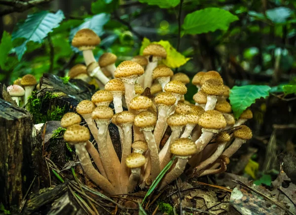 Cogumelos Floresta Ucrânia Rica Cogumelos Cogumelos São Tipos Diferentes Cogumelos — Fotografia de Stock