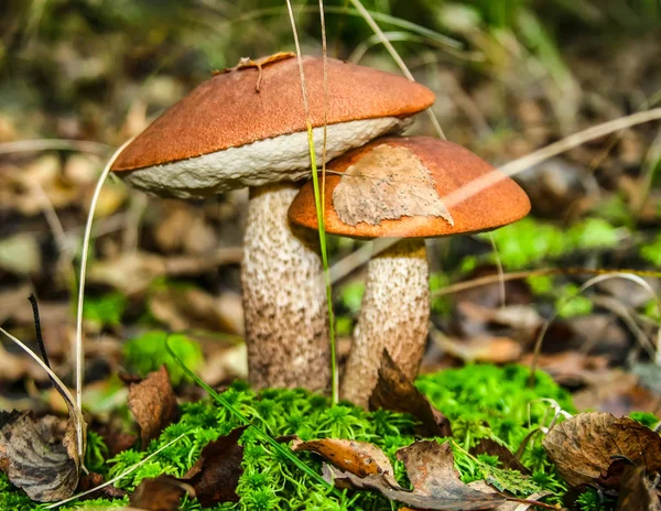 Carino Fungo Panino Penny Sta Crescendo Nell Erba Bel Berretto — Foto Stock