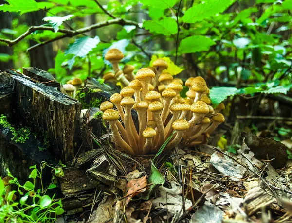 Des Champignons Forêt Ukrainienne Est Riche Champignons Les Champignons Sont — Photo