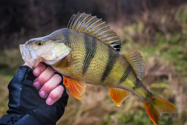 Fishing Jig Perch Hook Hand Angler Water — Stock Photo, Image