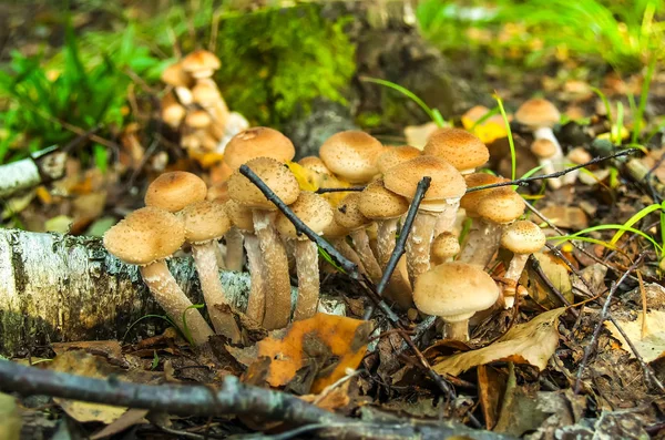 Funghi Ucraina Foresta Ricca Funghi Funghi Sono Diversi Tipi Funghi — Foto Stock