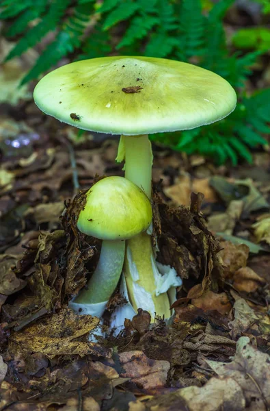 Amanita Phalloides Hongo Venenoso — Foto de Stock