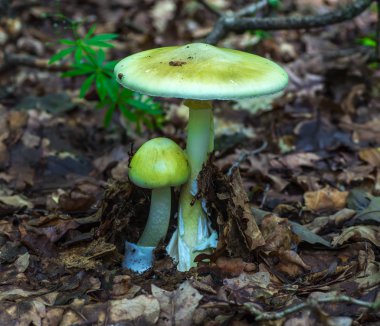 Amanita phalloides poisonous mushroom clipart
