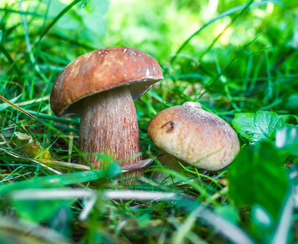 在绿色背景的森林中食用蘑菇 秋临蘑菇 — 图库照片