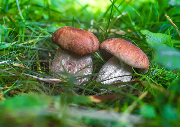 在绿色背景的森林中食用蘑菇 秋临蘑菇 — 图库照片