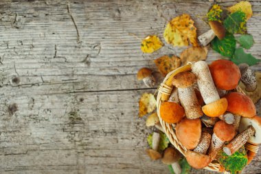 Çeşit çeşit pişirilmemiş orman mantarları sarı boletus, huş ağacı mantarları, paslı arka plan üzerinde russule. Kırsal stil, doğal gün ışığı. Üst görünüm, gıda arka planı kavramı