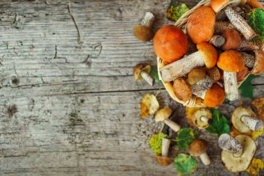 Çeşit çeşit pişirilmemiş orman mantarları sarı boletus, huş ağacı mantarları, paslı arka plan üzerinde russule. Kırsal stil, doğal gün ışığı. Üst görünüm, gıda arka planı kavramı