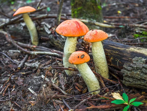 Mushroom Family Autumn Forest Scene Mushrooms Autumn Forrest Mushroom Autumn — Stock Photo, Image