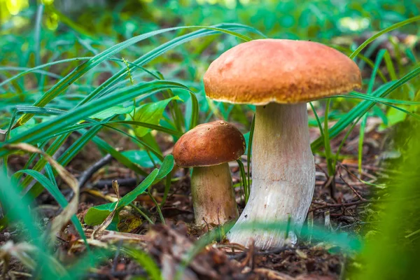 Carino Fungo Panino Penny Sta Crescendo Nell Erba Bel Berretto — Foto Stock