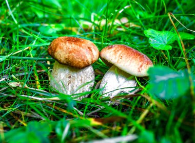 Yenilebilir mantar yeşil zemin üzerine bir ormanda. Boletus Mantarı. Sonbahar Cep mantar. 