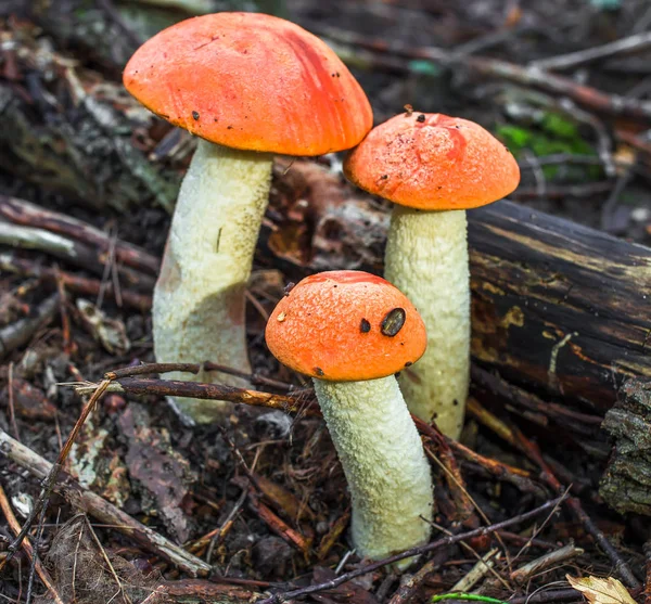 Houby Rodina Podzimní Lesní Scéně Houby Podzim Forrest Houby Podzimním — Stock fotografie