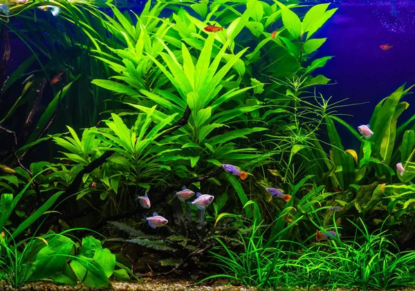 Ein Grün Schön Bepflanztes Tropisches Süßwasseraquarium Mit Fischen — Stockfoto