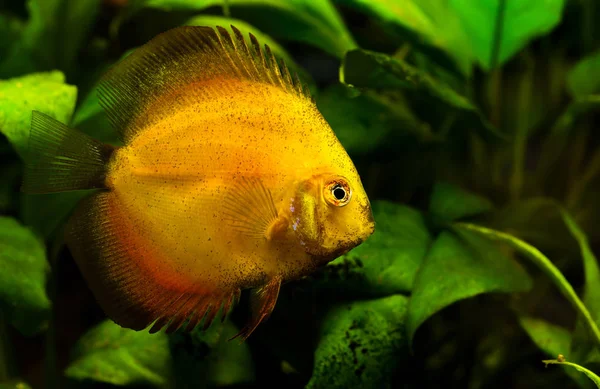 Discus Akvarijní Ryb Zeleném Pozadí — Stock fotografie