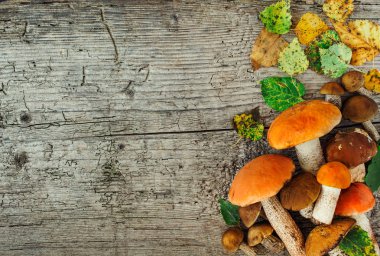 Çeşit çeşit pişirilmemiş orman mantarları sarı boletus, huş ağacı mantarları, paslı arka plan üzerinde russule. Kırsal stil, doğal gün ışığı. Üst görünüm, gıda arka planı kavramı