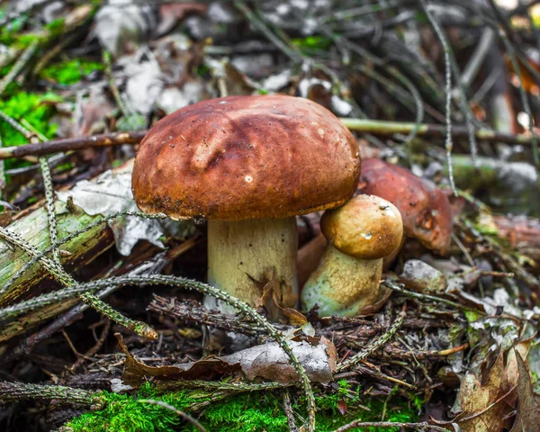 两个大单面在森林里 食用蘑菇牛肝菌 在一棵树下发现蘑菇在雨后春笋般的 秋临蘑菇 — 图库照片