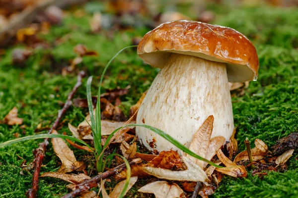 Svamp Skogen Porcino Bolete Boletus Vit Svamp Grön Bakgrund Naturlig — Stockfoto