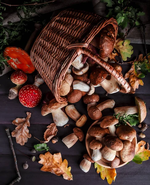 秋天9月蘑菇 在树后的篮子里放着香菇 在木地板上的特写 烹调美味的有机蘑菇 — 图库照片