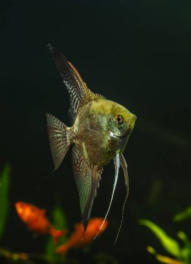 Güzel bir yeşil tropikal tatlı su akvaryum balıkları ile yerleştirmiş. Zebra melek balığı (pterophyllum scalare) Akvaryum
