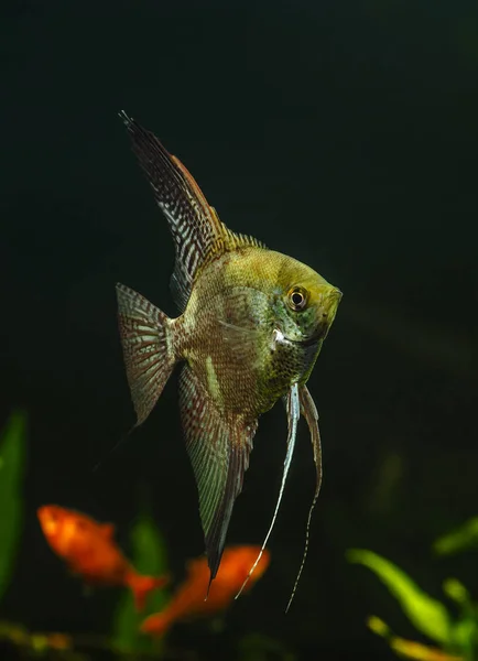 수족관 물고기와 었습니다 얼룩말 Pterophyllum Scalare 수족관에서 — 스톡 사진