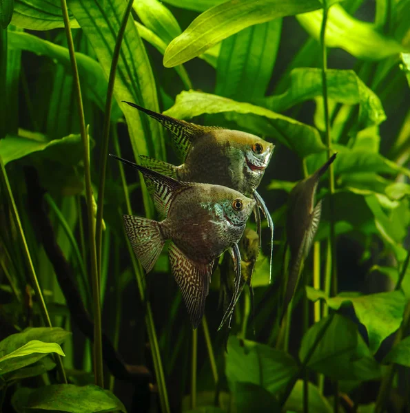 Green Beautiful Planted Tropical Freshwater Aquarium Fishes Zebra Angelfish Pterophyllum — Stock Photo, Image