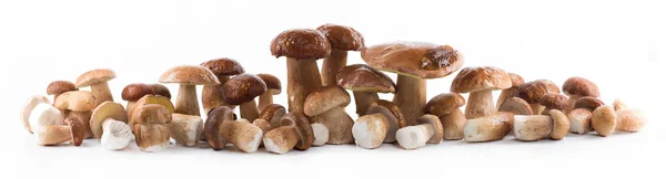 Group Boletus Mushroom Isolated White Background — Stock Photo, Image
