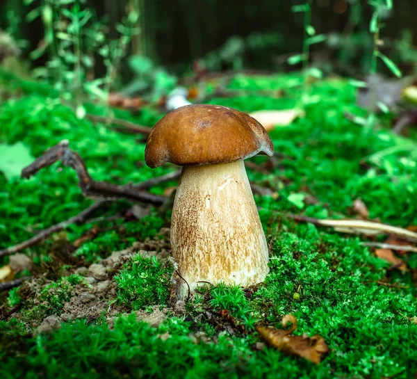 Bonito Bollo Hongo Penique Está Creciendo Hierba Hermosa Pequeña Gorra — Foto de Stock