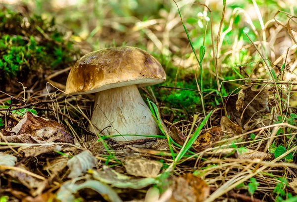 Mignon Penny Bun Champignon Pousse Dans Herbe Belle Petite Casquette — Photo