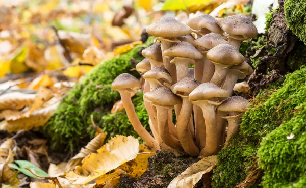 Armillaria mellea, Armillaria familyasından bir mantar türü. Güzel yenilebilir mantar..