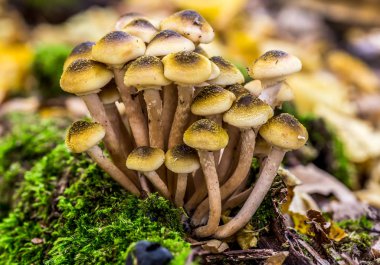 Armillaria mellea, Armillaria familyasından bir mantar türü. Güzel yenilebilir mantar..